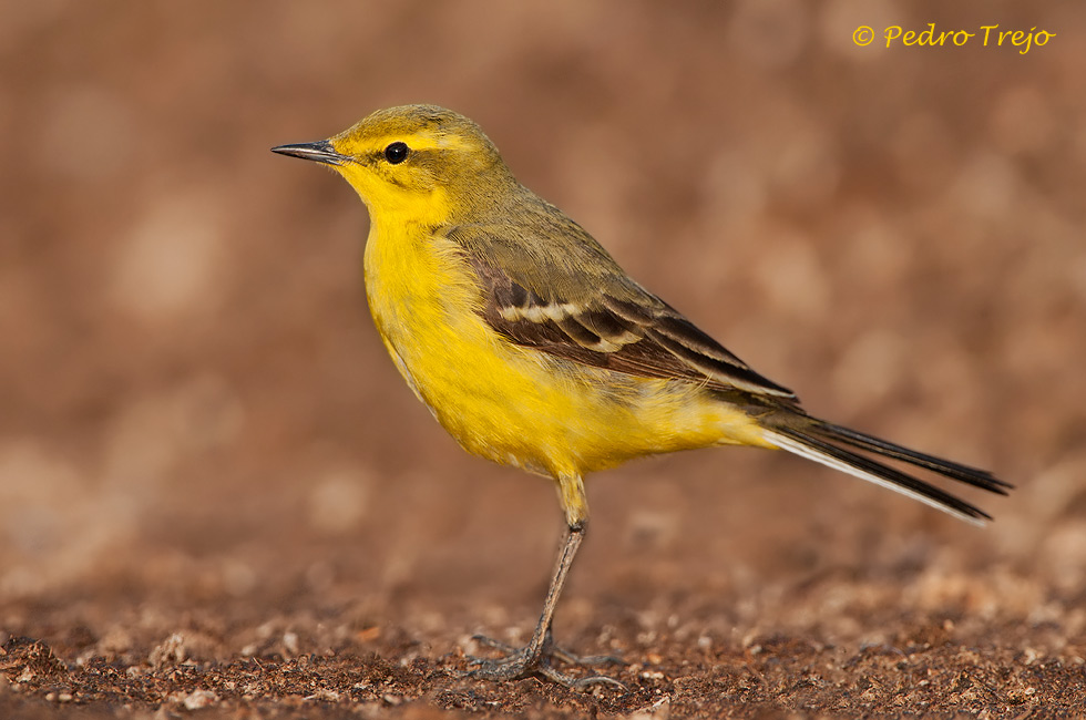 Lavandera Boyera (Motacilla Flavissima)